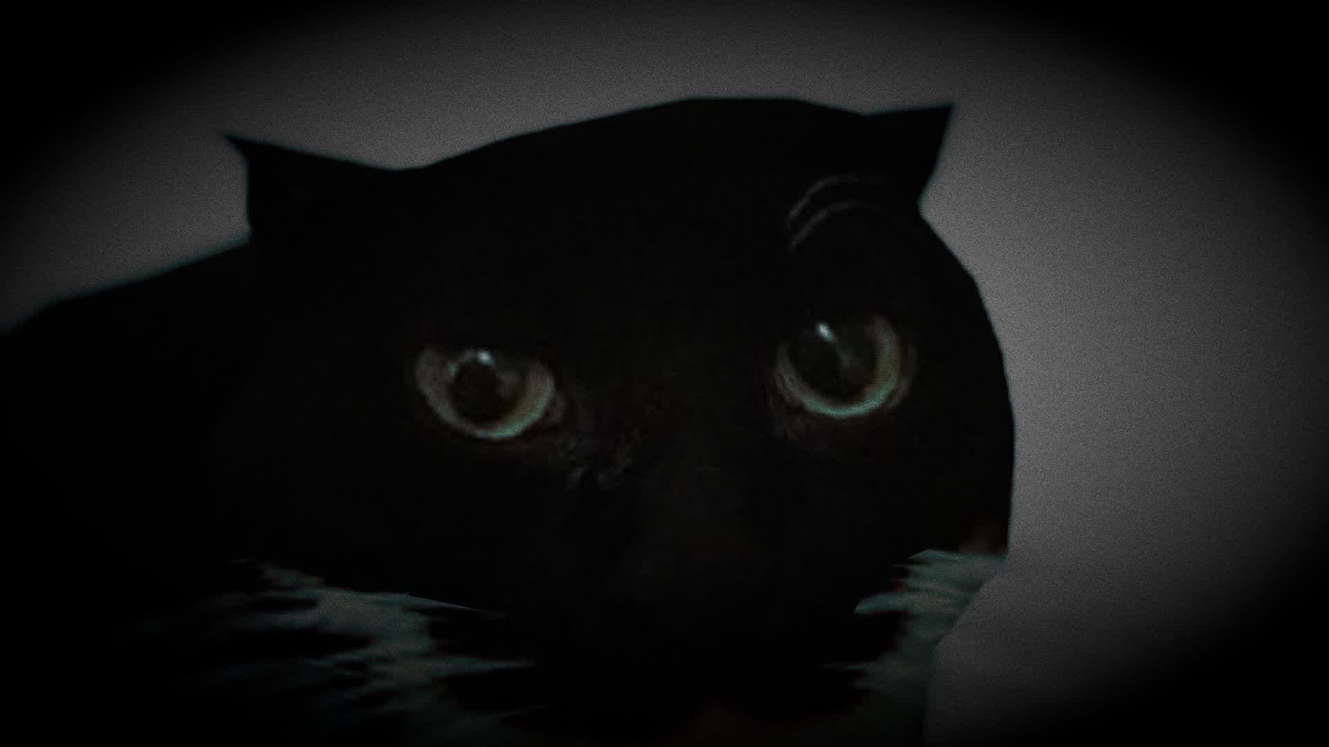 MAXWELL THE CAT